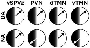 The Cost of Activity during the Rest Phase: Animal Models and Theoretical Perspectives